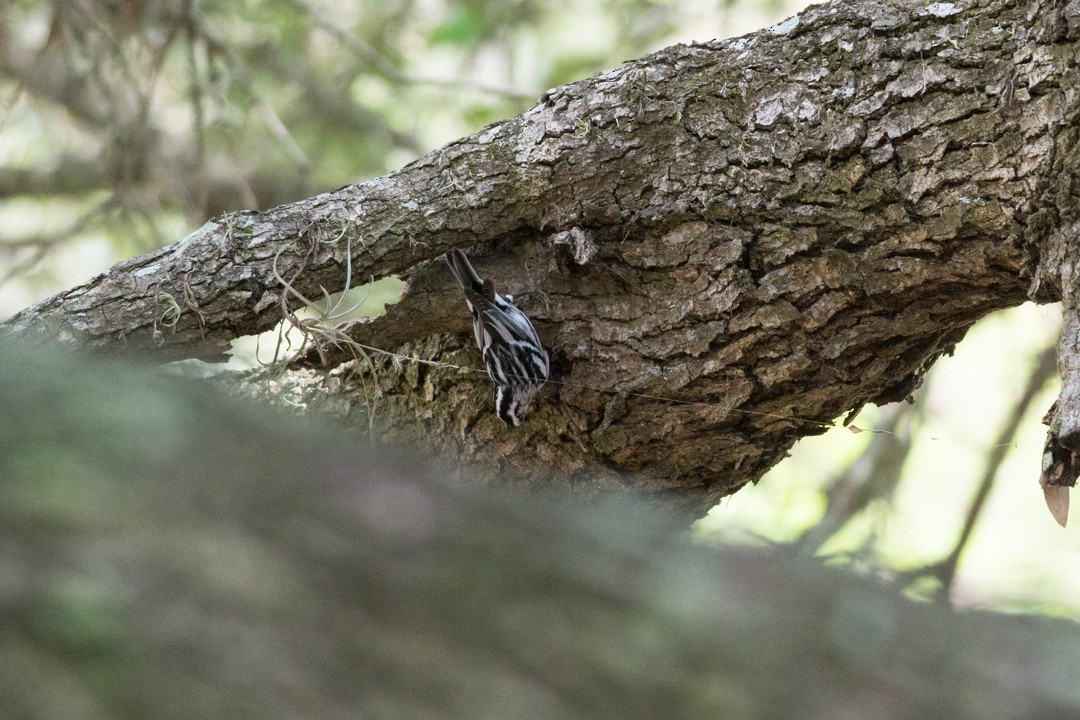 Black-and-white Warbler - ML48610891