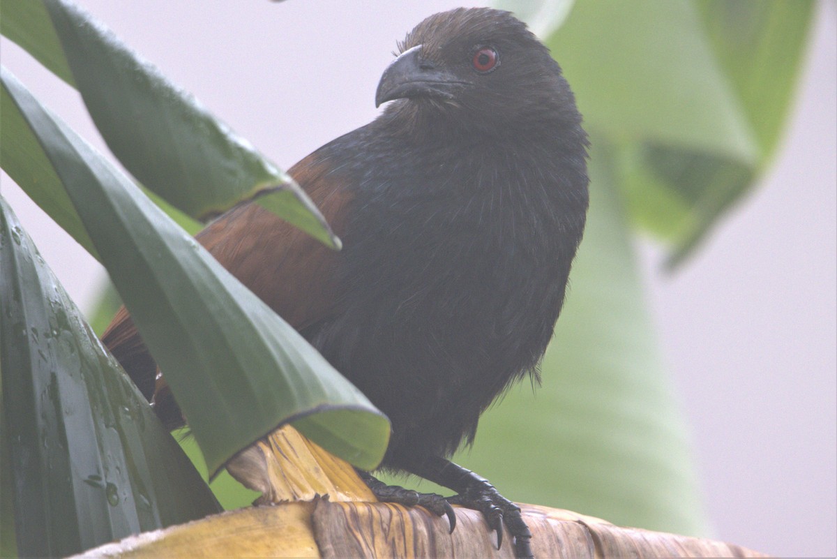 Greater Coucal - ML486110131