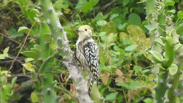 Yellow-crowned Woodpecker - ML486111911