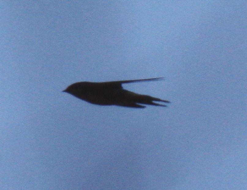 Barn Swallow - ML48611591