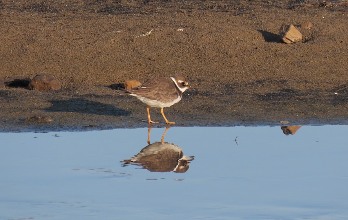 Common Ringed Plover - ML486119411