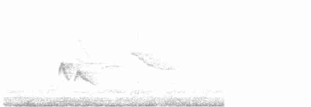 White-crested Elaenia - ML486120601