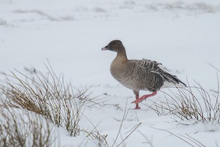 Pink-footed Goose, ML48612091