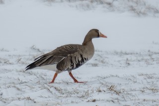Greater White-fronted Goose, ML48612111