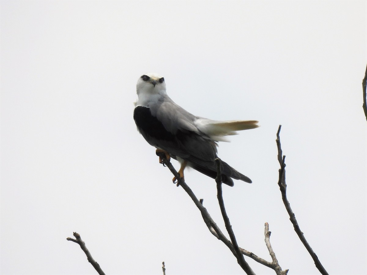Black-winged Kite (Asian) - Tuck Hong Tang