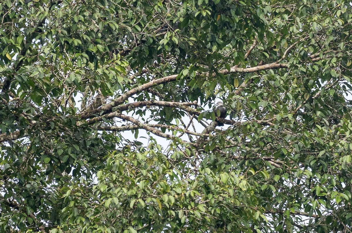 Spotted Imperial-Pigeon - Forest Botial-Jarvis