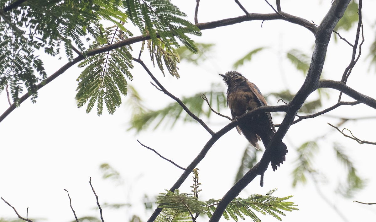 Philippine Drongo-Cuckoo - Forest Botial-Jarvis