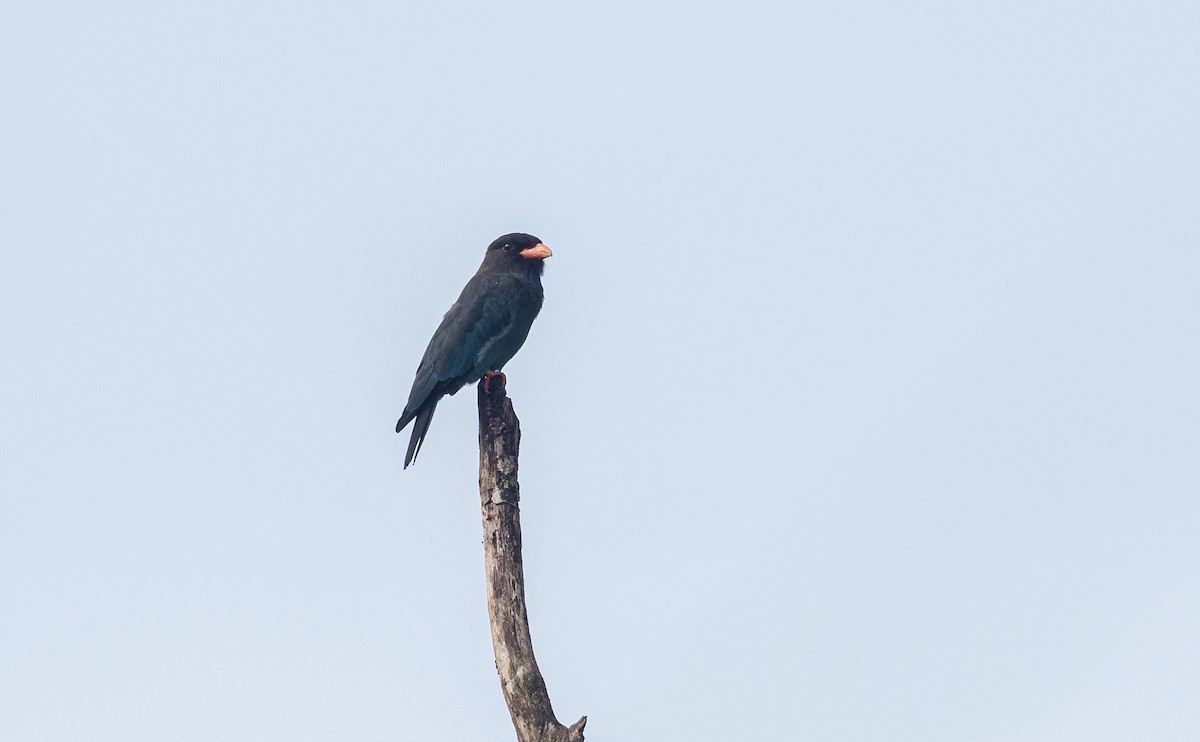 Dollarbird - Forest Botial-Jarvis