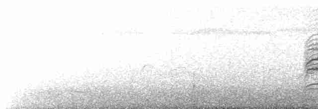 Black-lored Yellowthroat - ML486132401