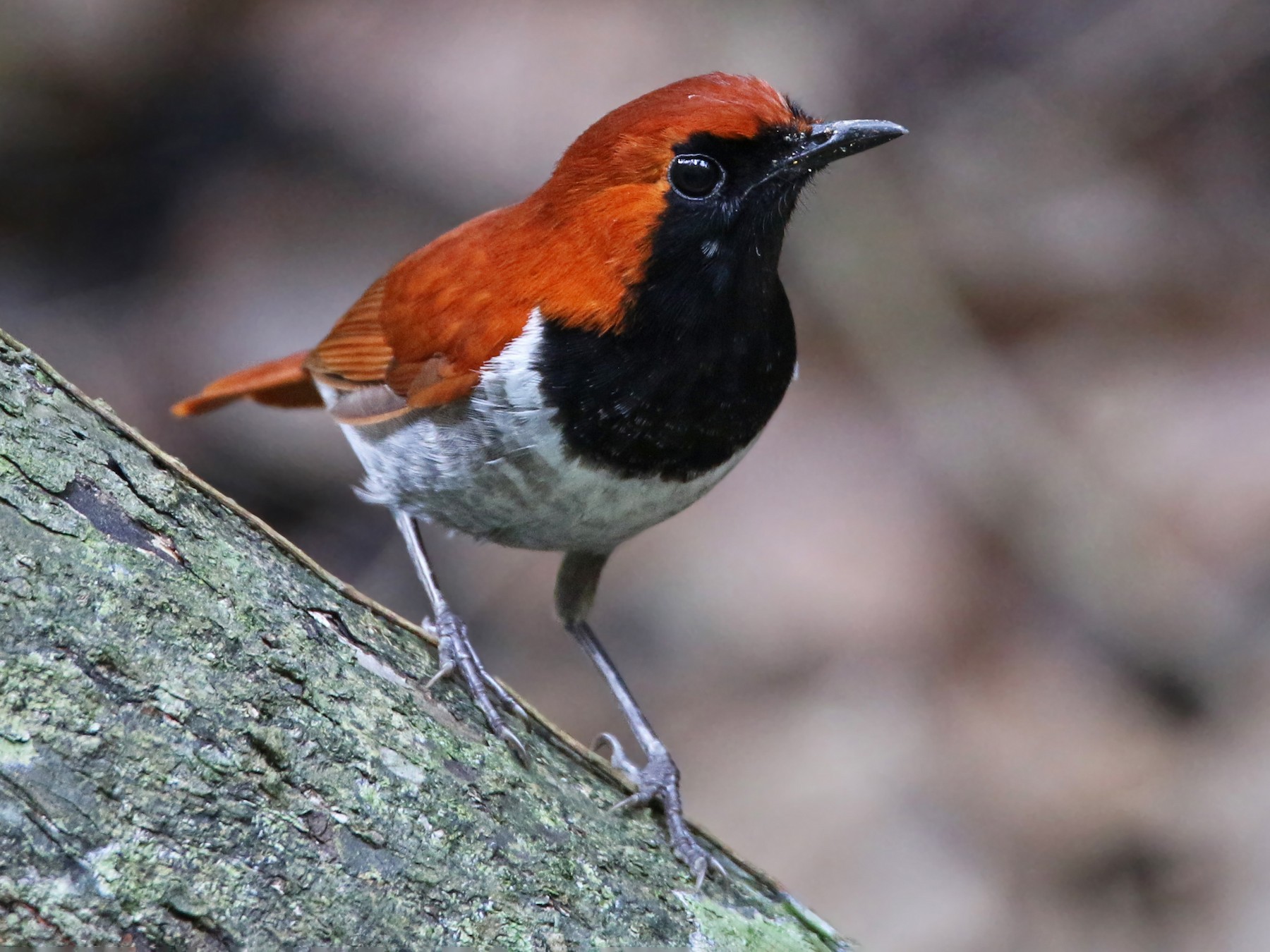 Okinawa Robin - Ian Davies