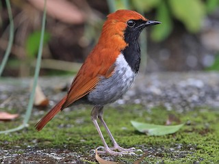 ホントウアカヒゲ - eBird
