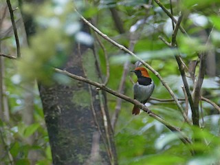 Okinawa Robin - eBird