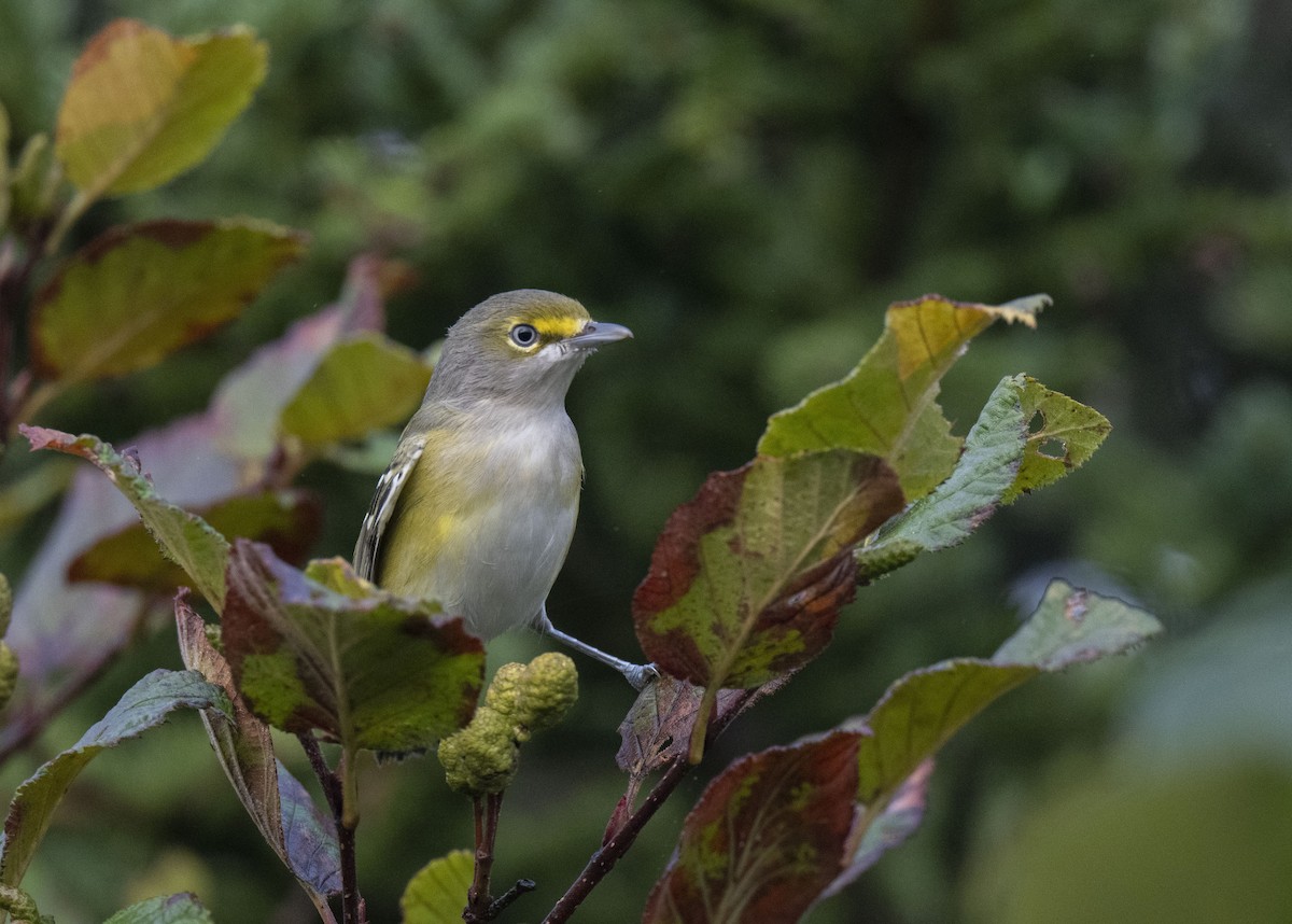 White-eyed Vireo - Ronnie d'Entremont