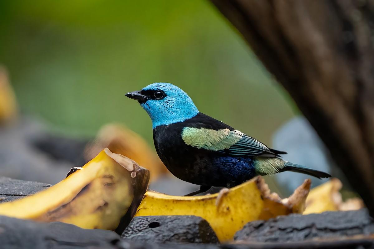 Blue-necked Tanager - ML486138951