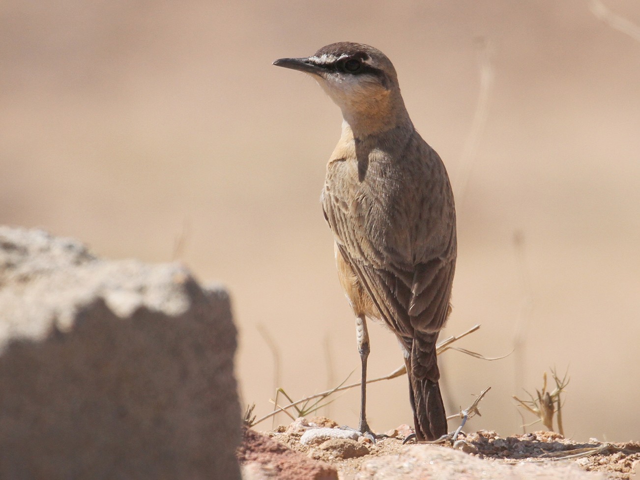 Buff-breasted Wheatear - Oscar Campbell