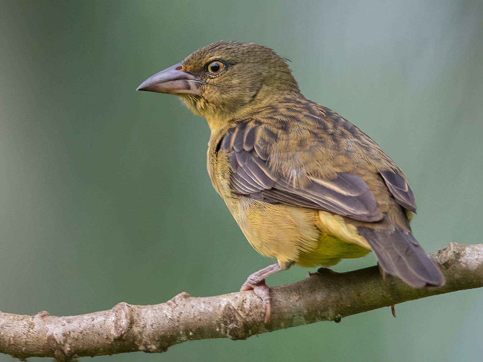 Vieillot's Black Weaver - Daniel Field