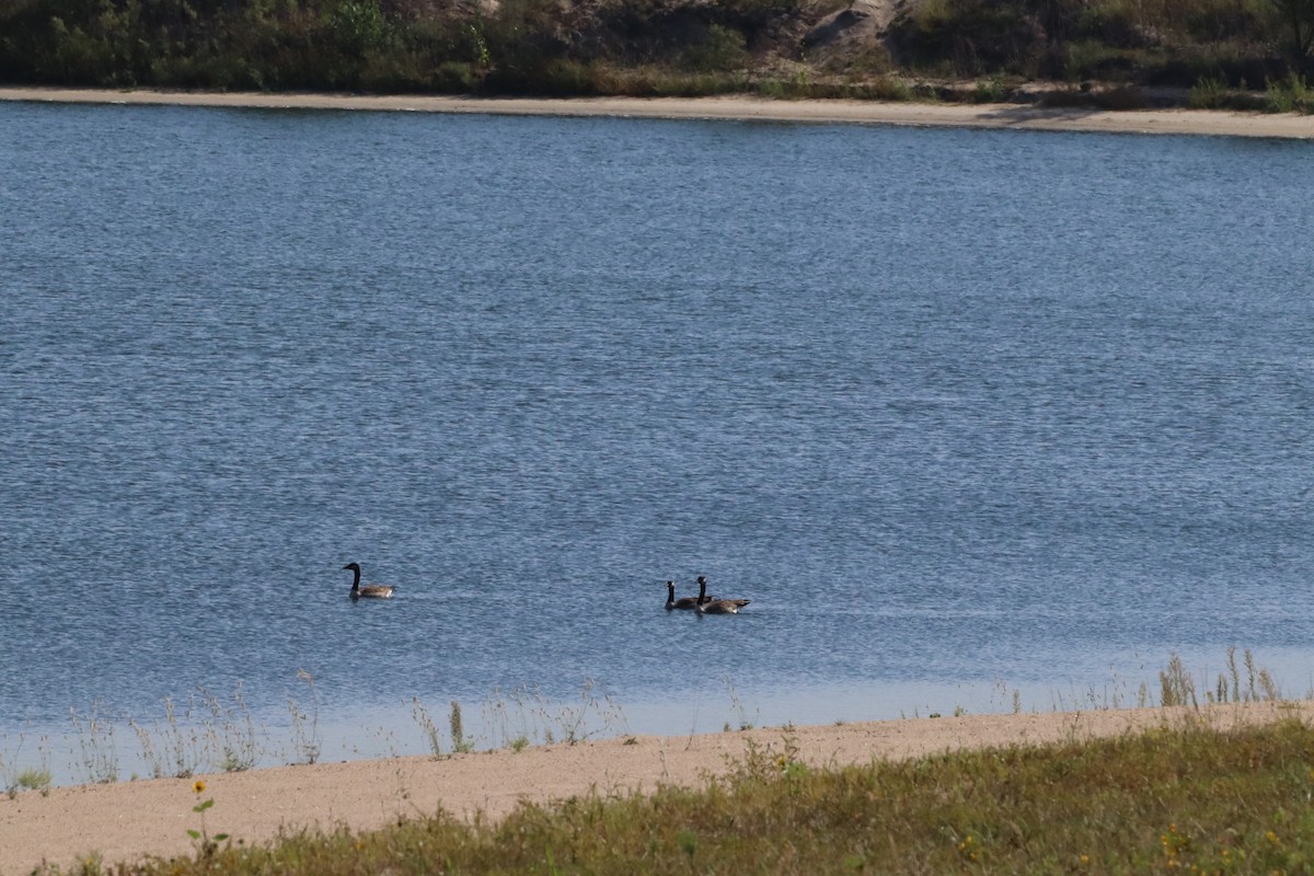 eBird Checklist - 20 Sep 2022 - Ritz Lake, Fremont, NE - 5 species