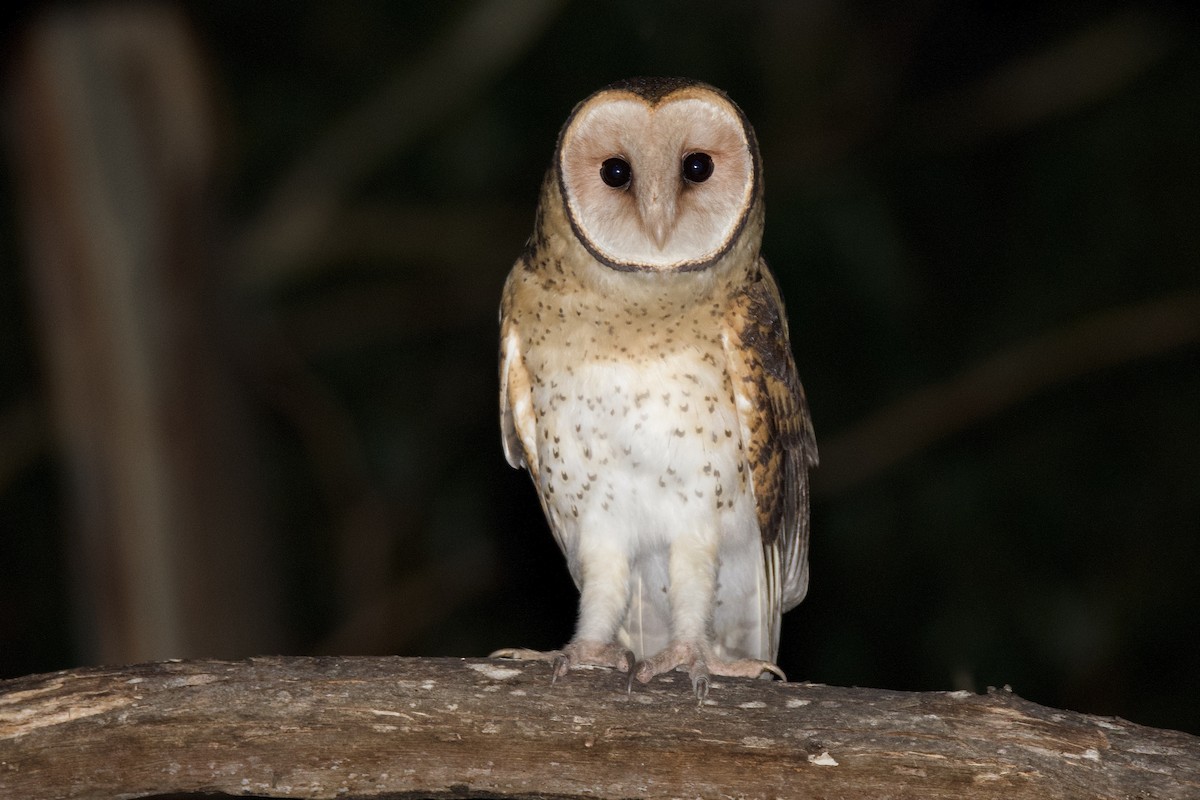 Australian Masked-Owl - ML486149661