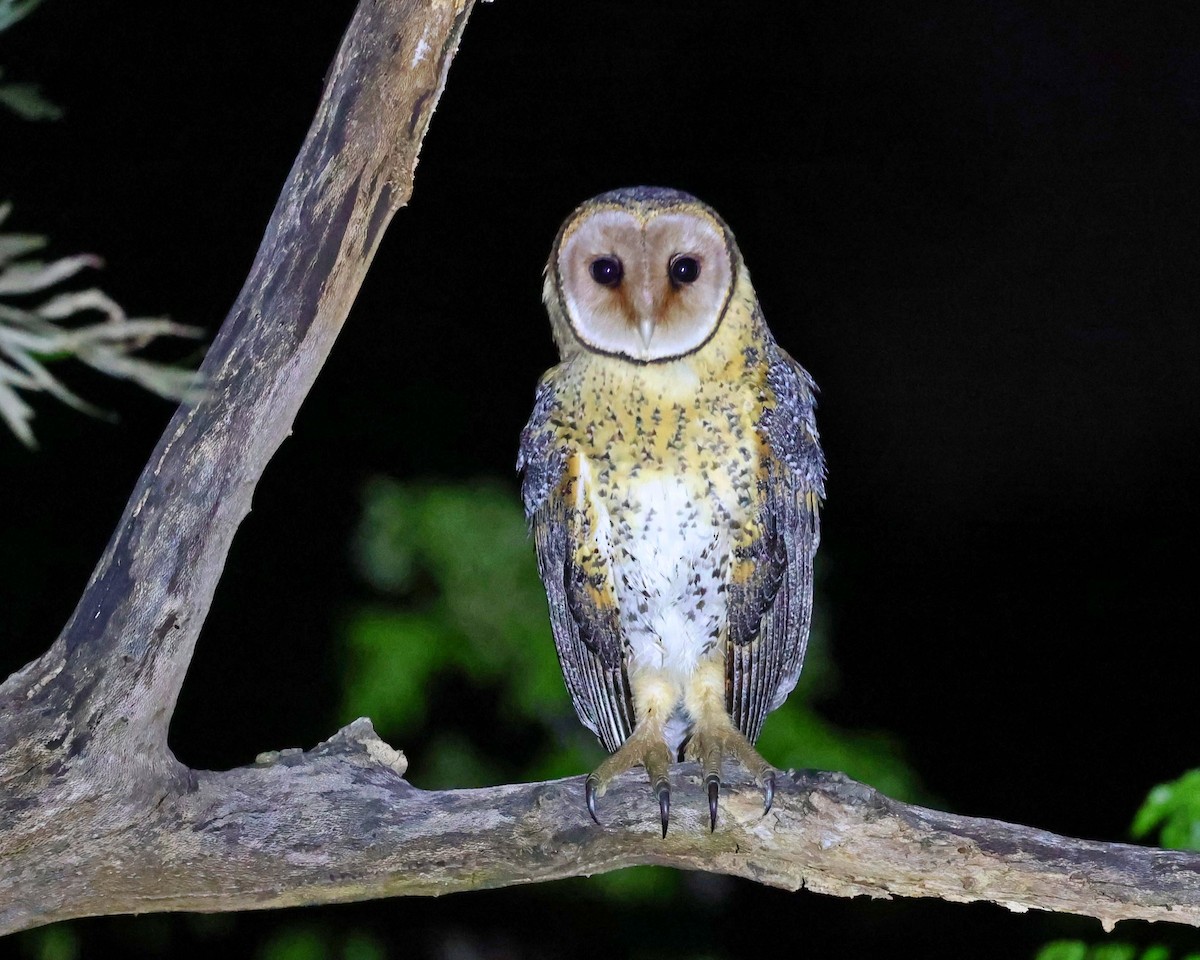 Australian Masked-Owl - ML486151271