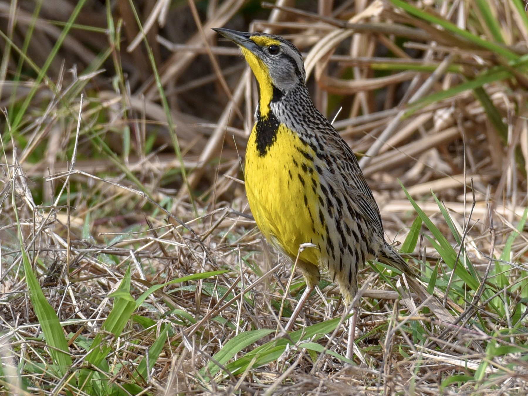 Eastern Meadowlark - Anonymous