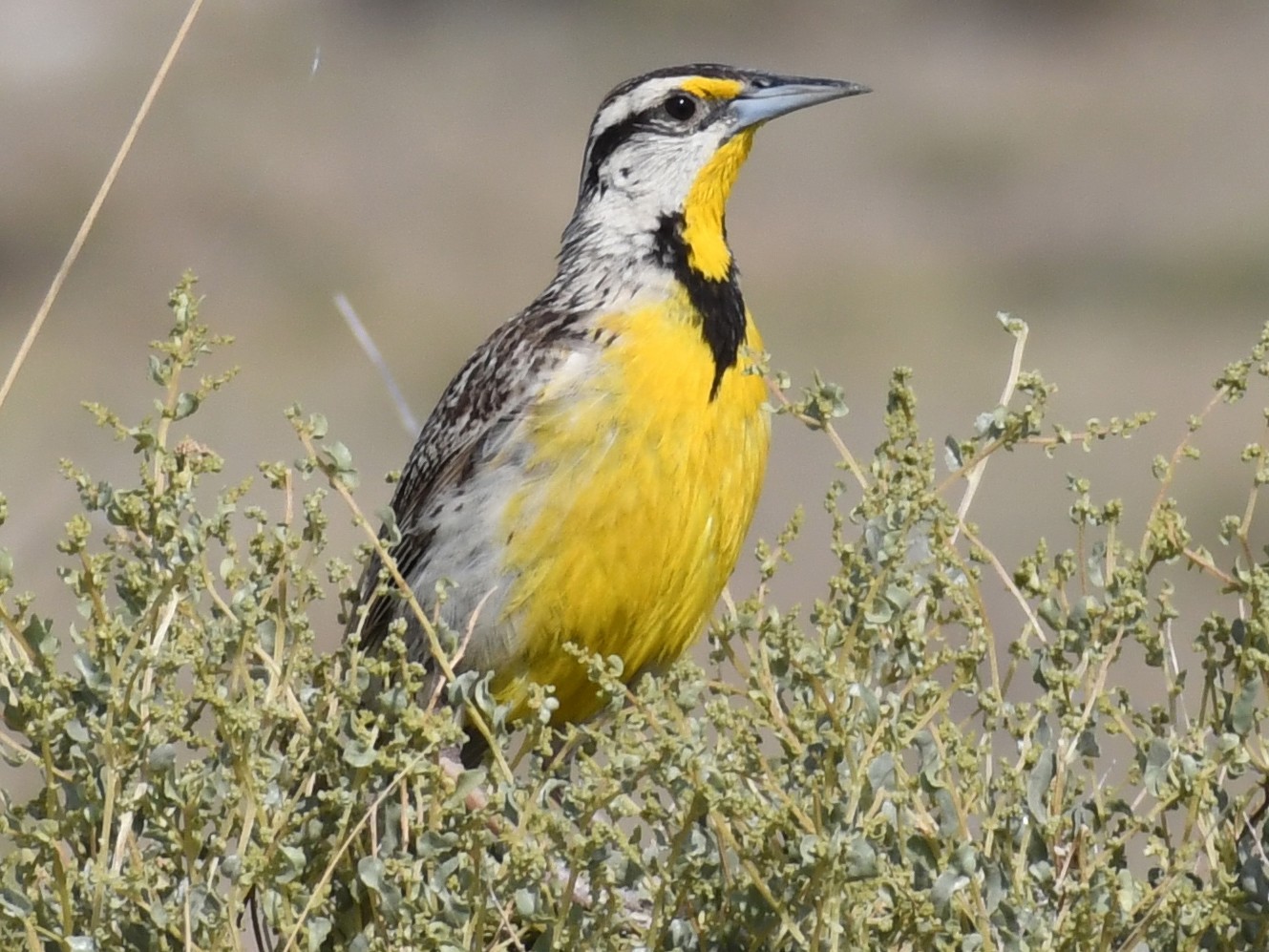 Chihuahuan Meadowlark eBird