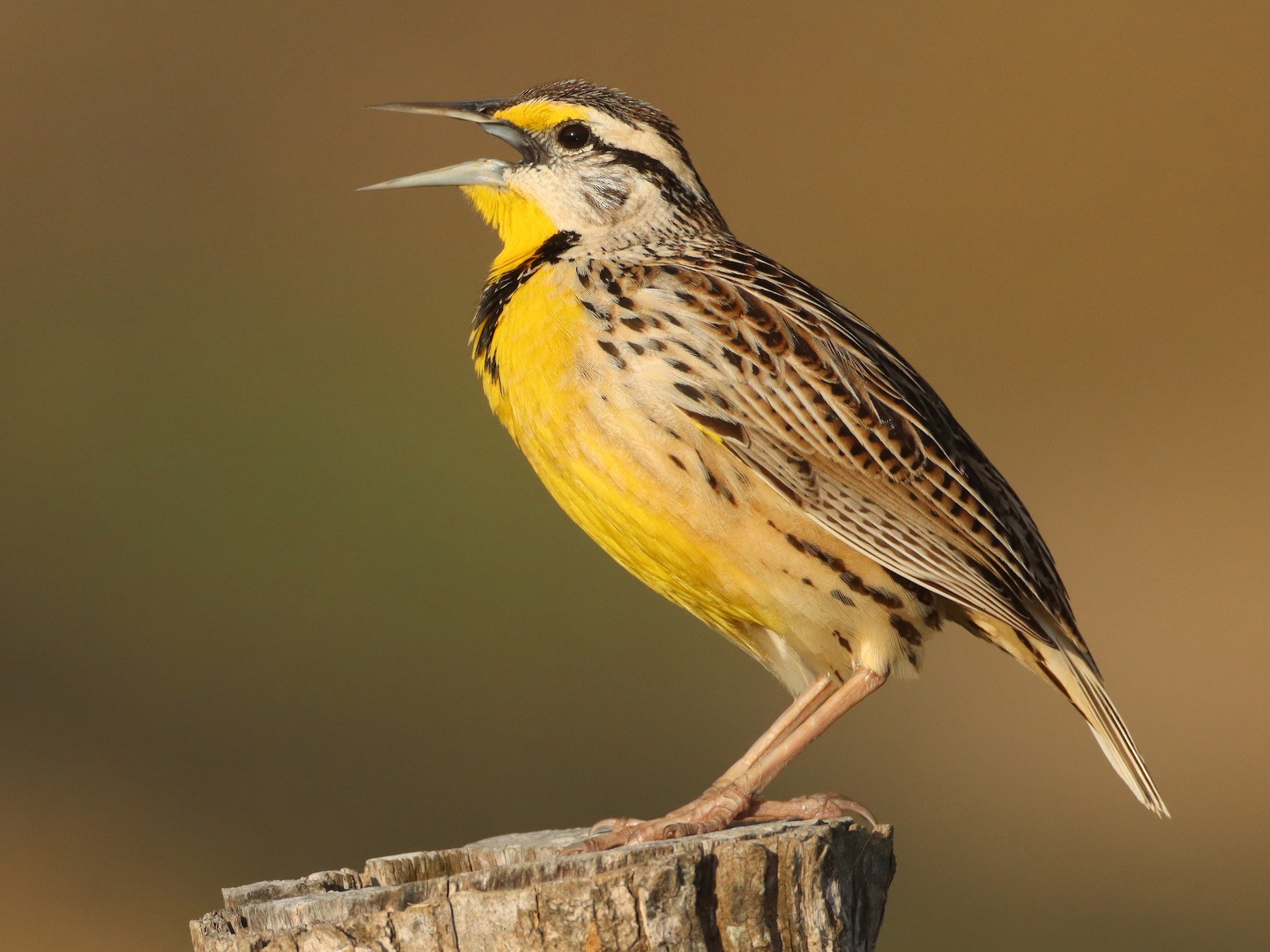 Chihuahuan Meadowlark - Luke Seitz