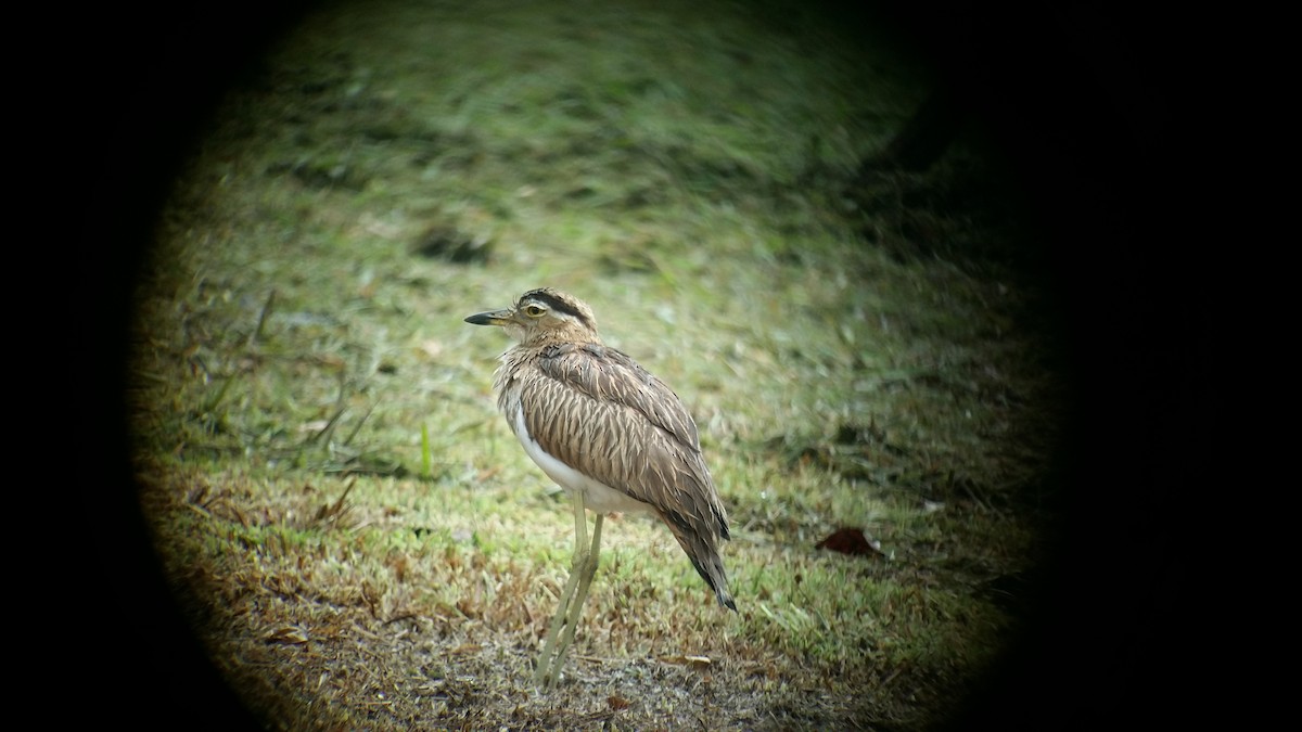 Double-striped Thick-knee - Mercedes Alpizar