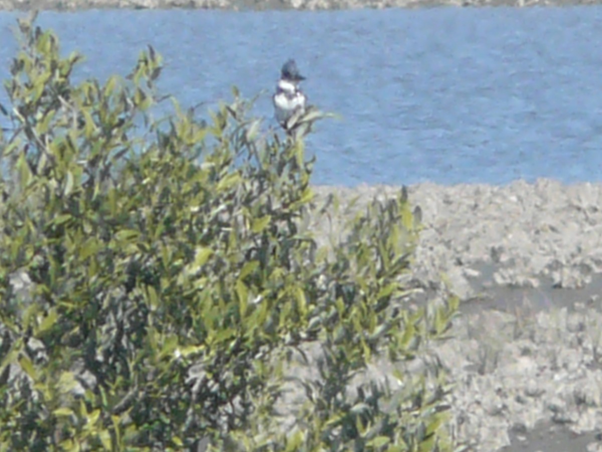 Belted Kingfisher - ML48615641