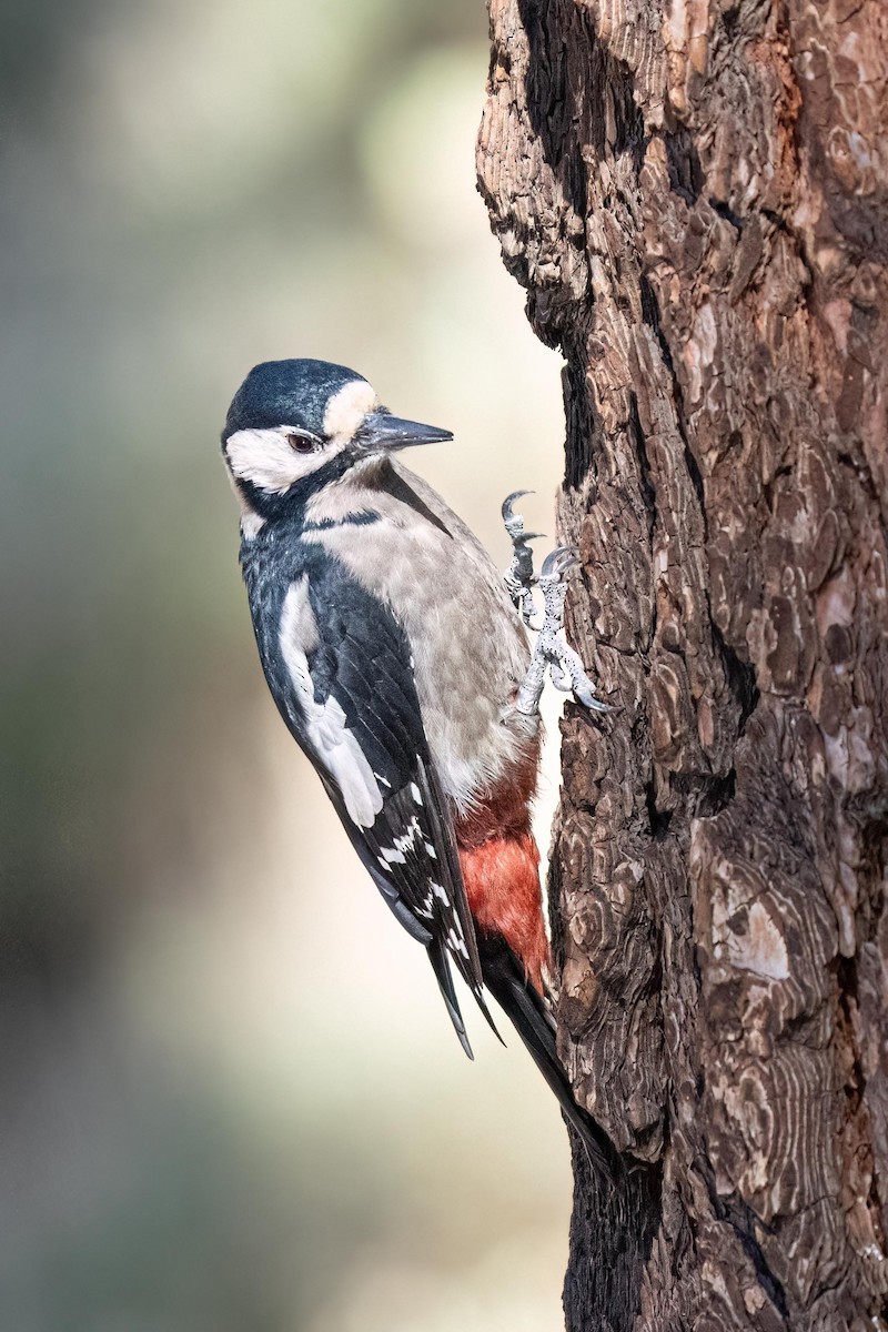Great Spotted Woodpecker (Canarian) - ML486161161