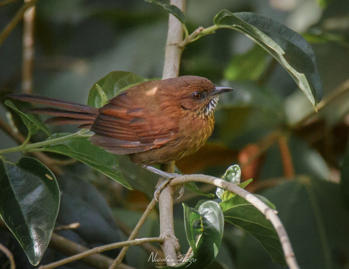 Stripe-breasted Spinetail - ML486163421