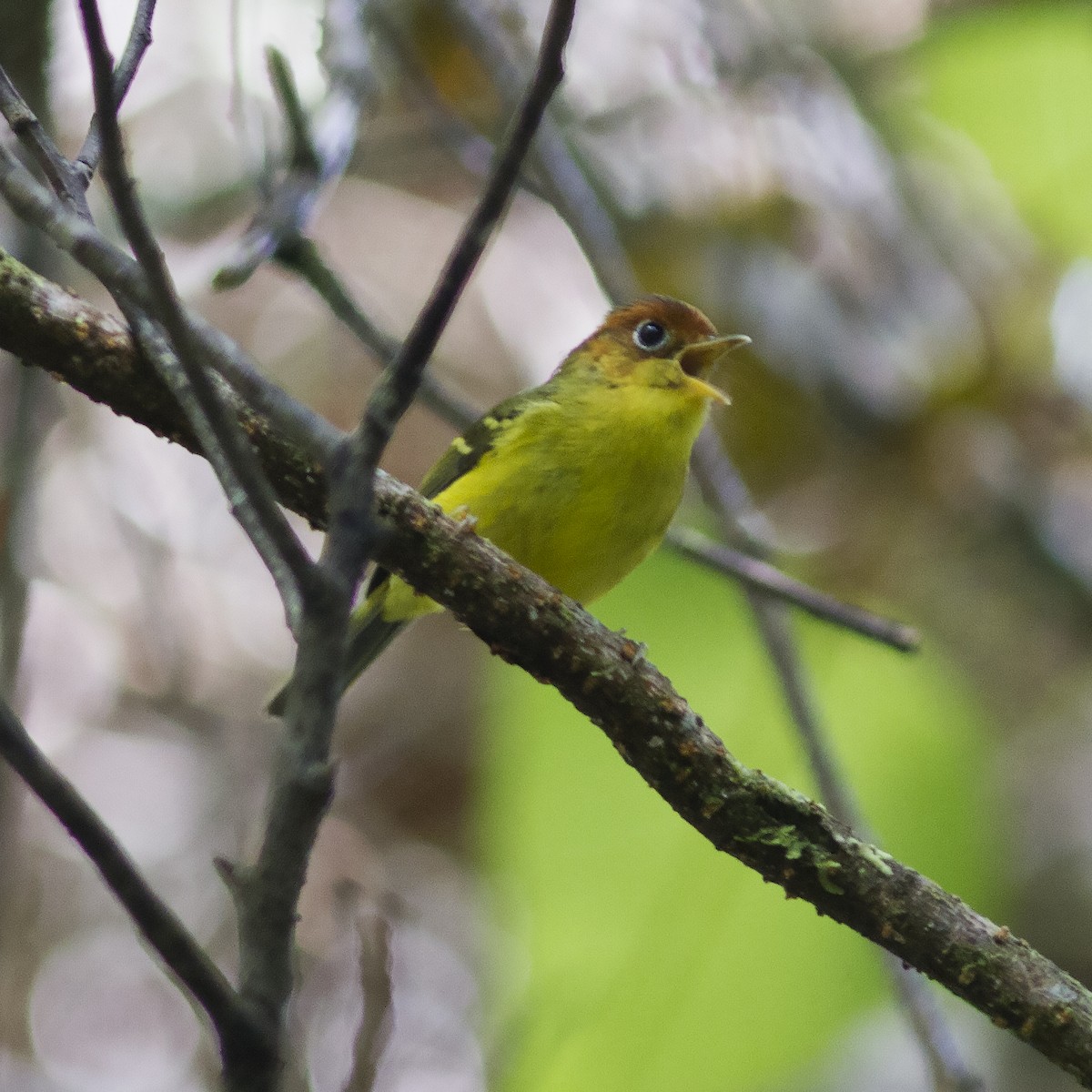 Yellow-breasted Warbler - ML486164021