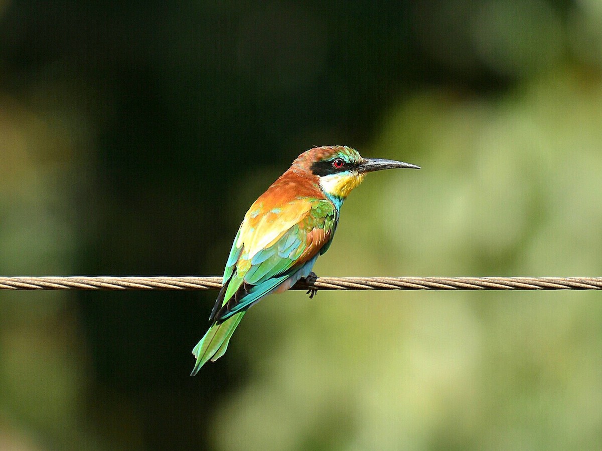 European Bee-eater - Renuka Vijayaraghavan
