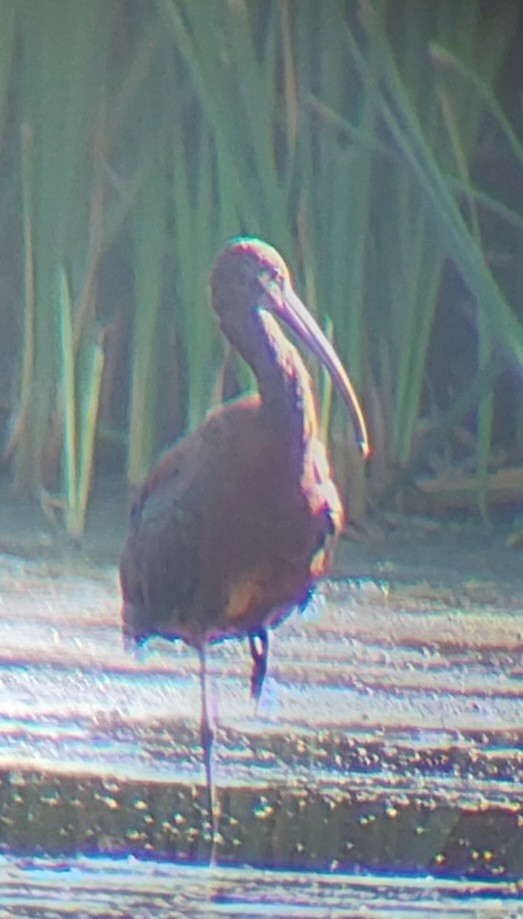 ibis americký - ML486168431