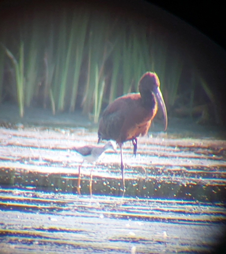 ibis americký - ML486168451