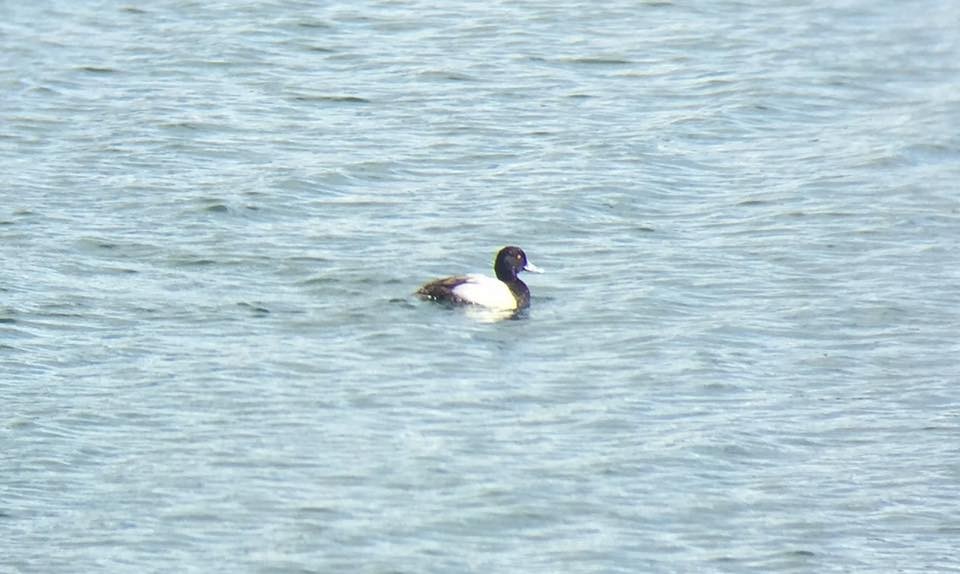 Greater Scaup - Jeff Tell