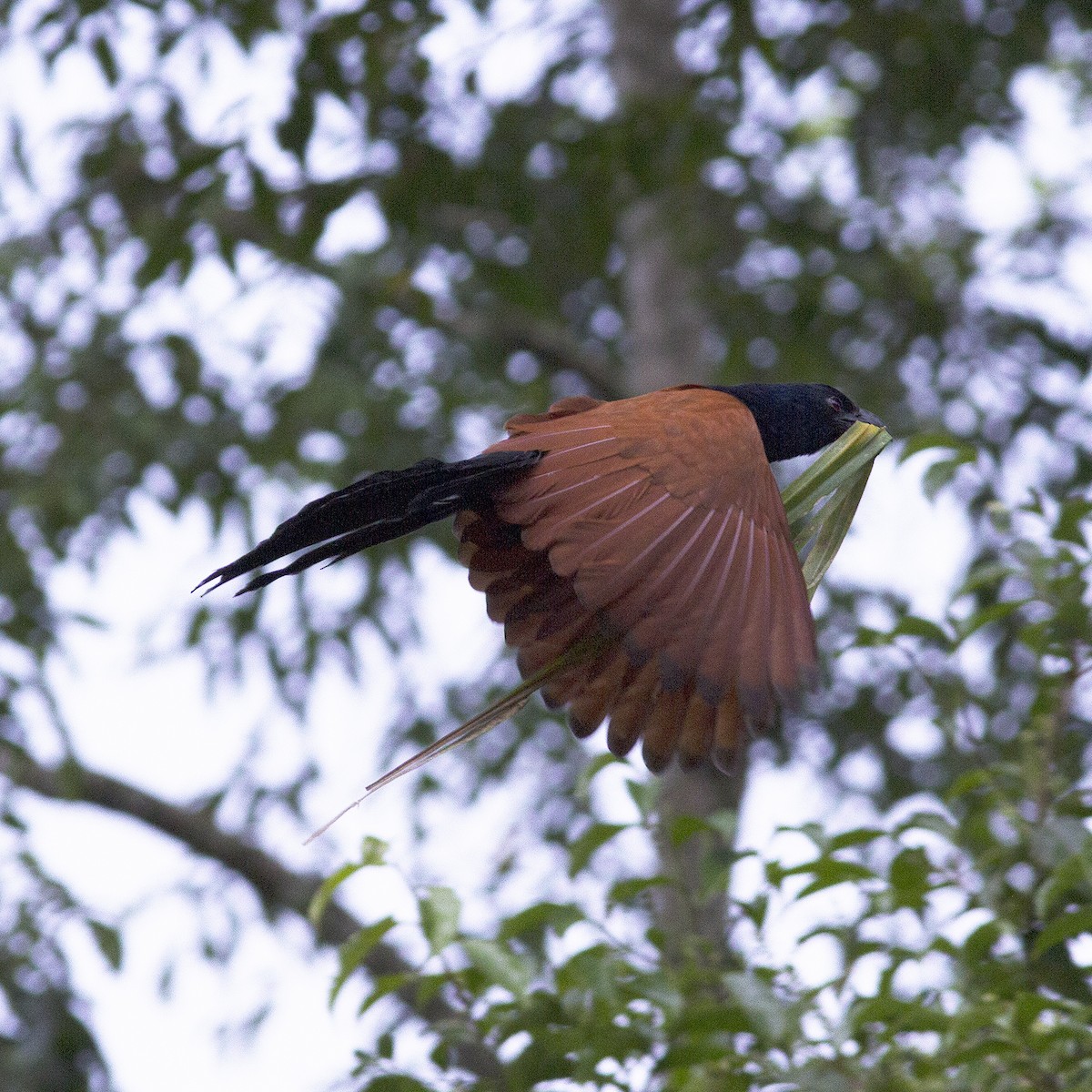 Greater Coucal - ML486170581