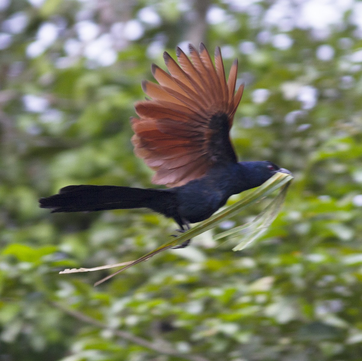 Greater Coucal - ML486170591