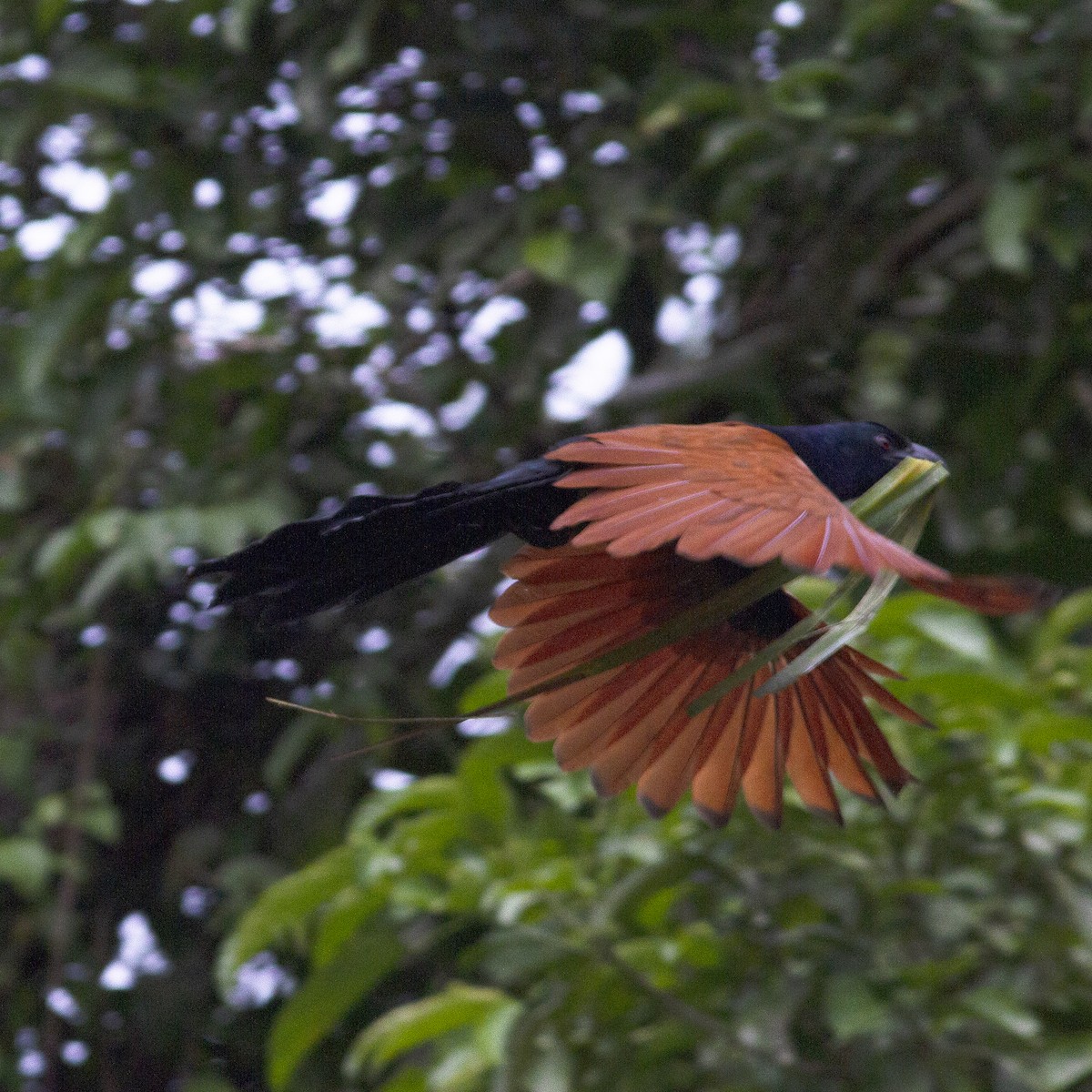 Greater Coucal - ML486170601