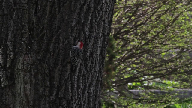 Red-bellied Woodpecker - ML486171