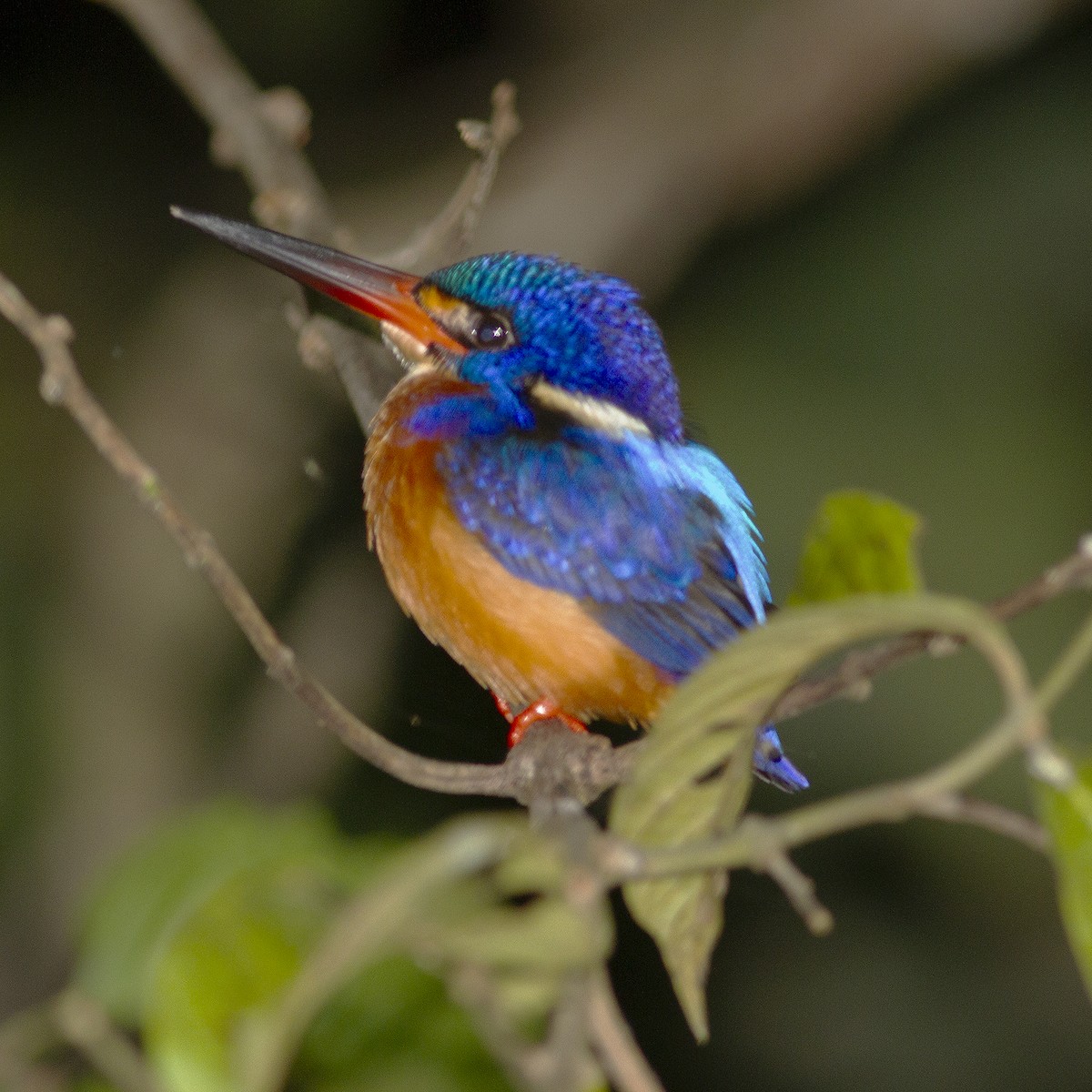 Blue-eared Kingfisher - ML486171581
