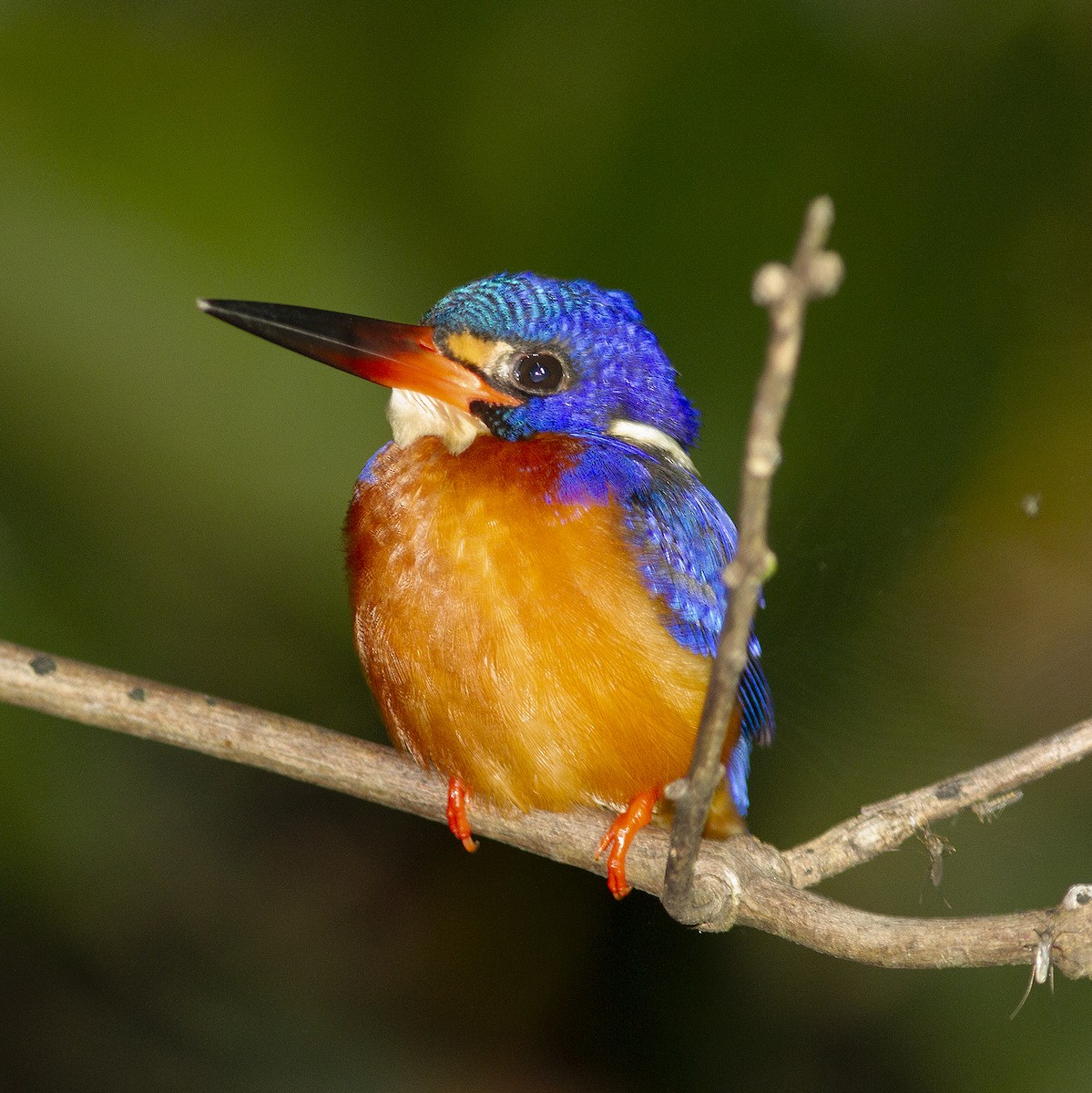 Blue-eared Kingfisher - ML486171631