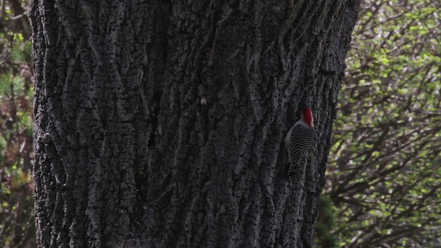 Red-bellied Woodpecker - ML486172