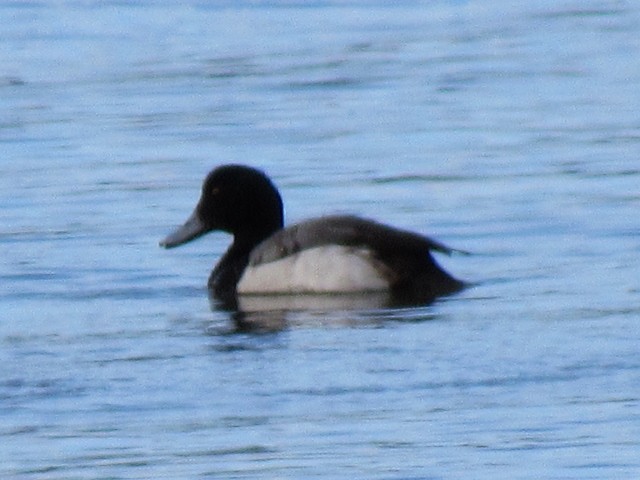 Greater Scaup - ML48617251