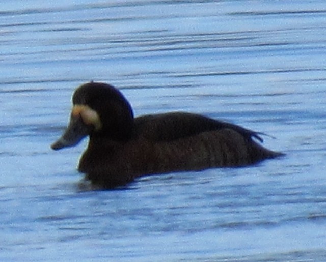 Greater Scaup - ML48617281