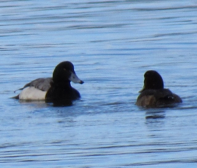Greater Scaup - FivesOnThe Fly