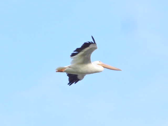 American White Pelican - ML486175001