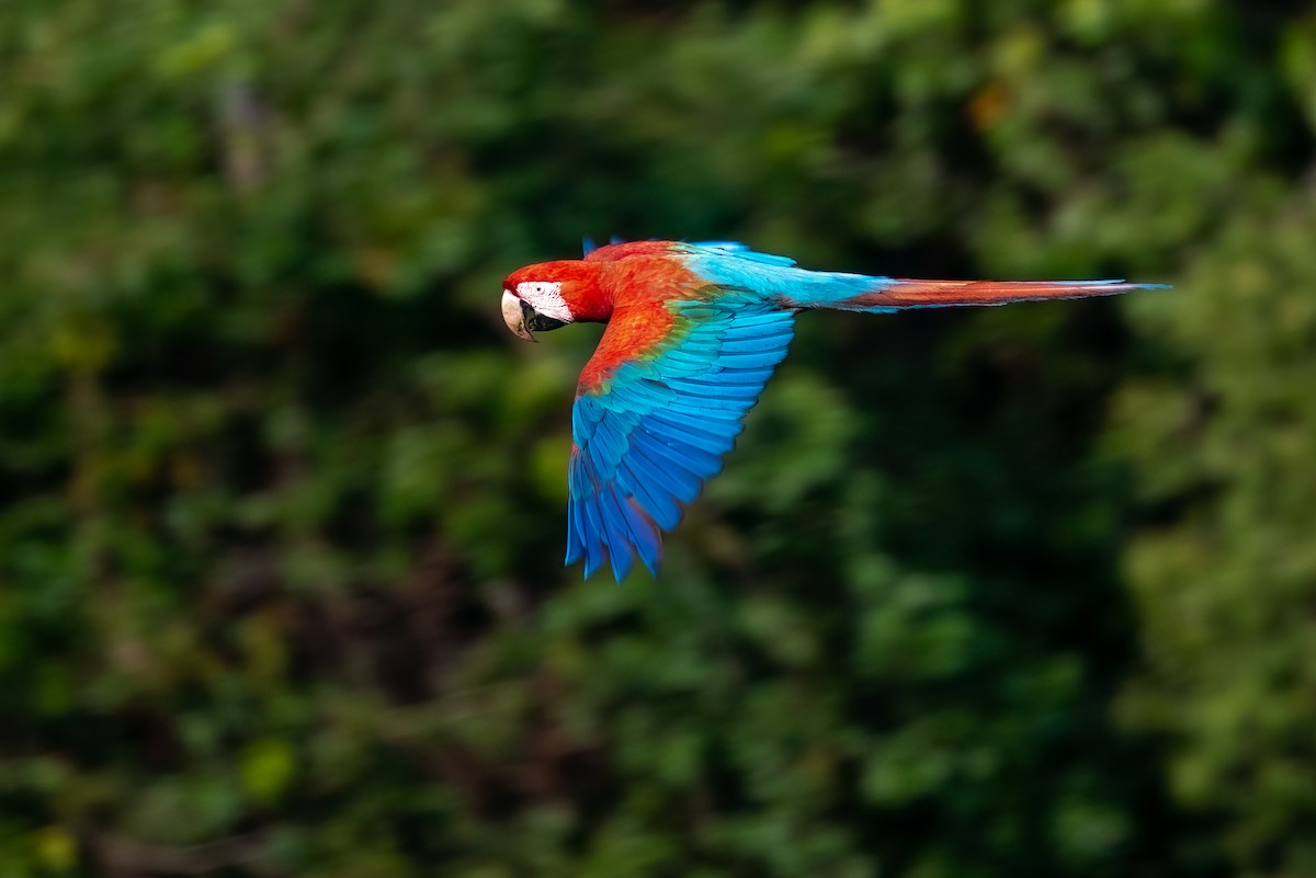 Red-and-green Macaw - ML486176181
