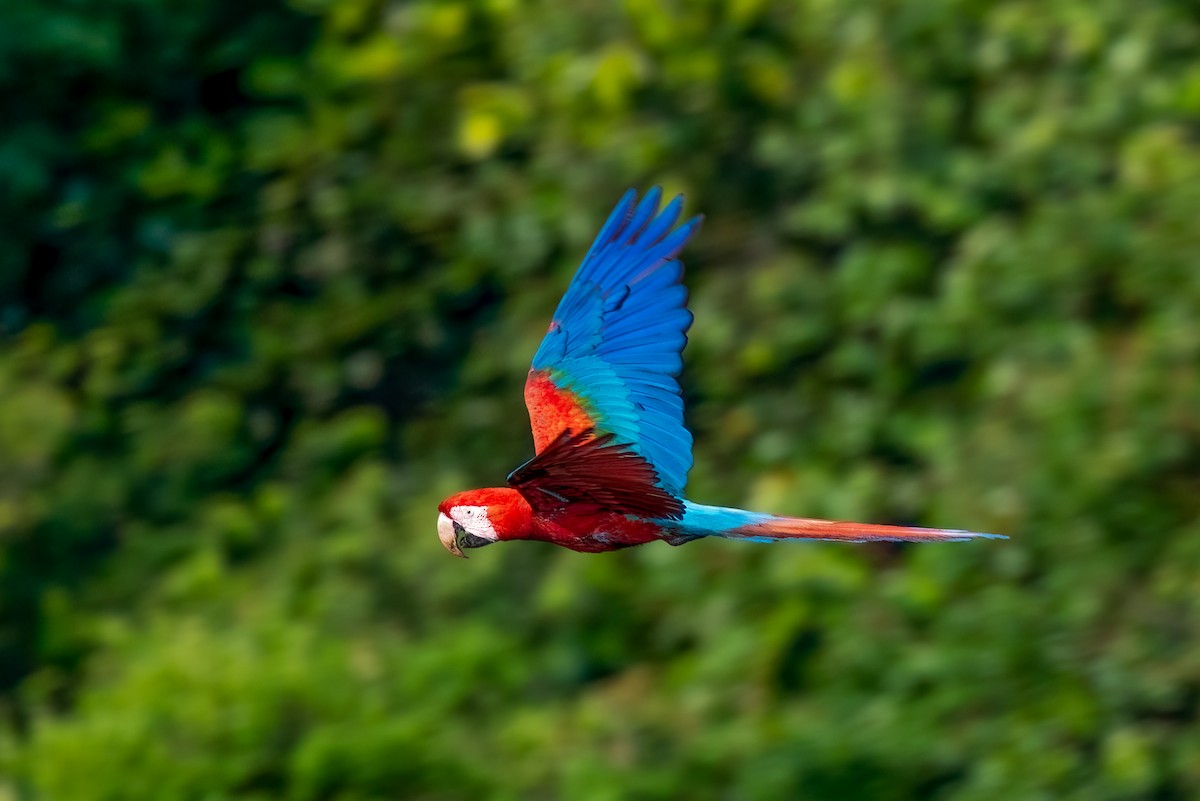 Red-and-green Macaw - ML486176191