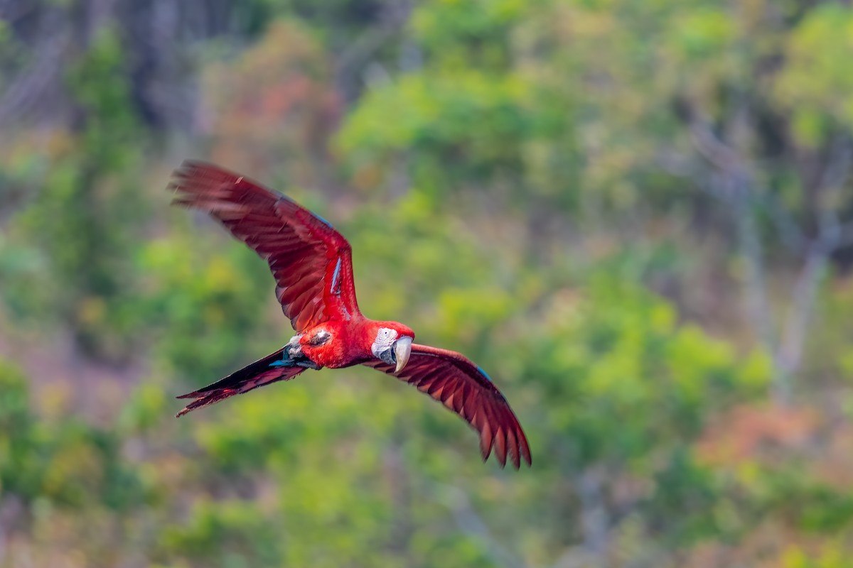 Red-and-green Macaw - ML486176201