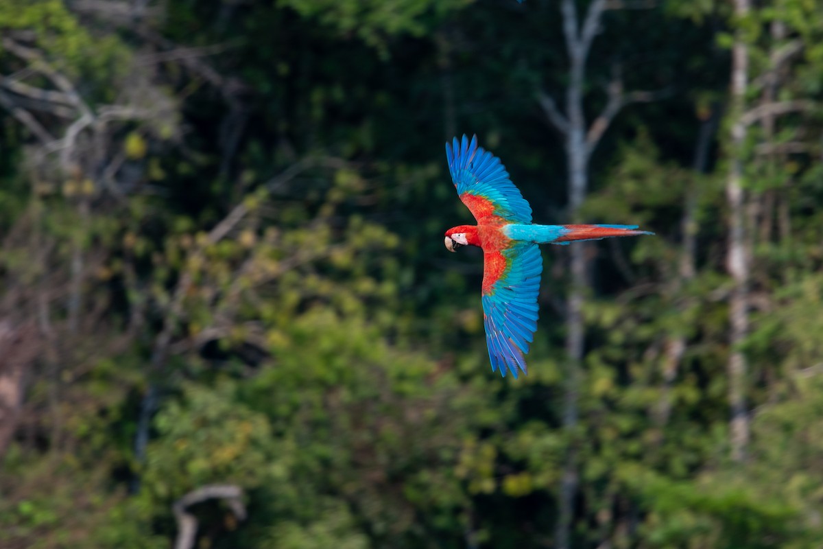 Red-and-green Macaw - ML486176211